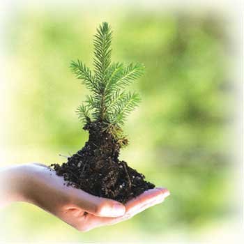 (5) Environmentalism