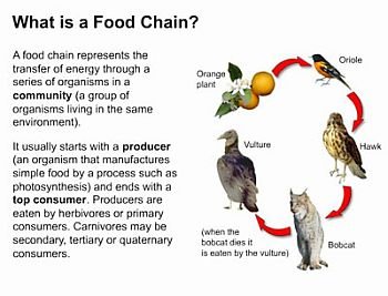 (20) Environmental Science
