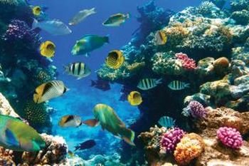 (21) Environmental Law