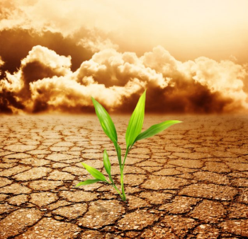 Assessing the impact of global warming on agriculture in 2024